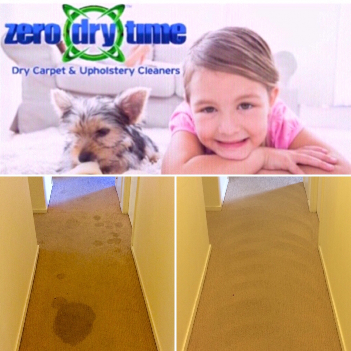 Pet Urine and Odour removal
